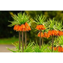 Nasiona Szachownica cesarska pomar szt.5 Nxx681