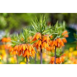 Nasiona Szachownica cesarska pomar szt.5 Nxx681