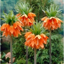 Nasiona Szachownica cesarska pomar szt.5 Nxx681