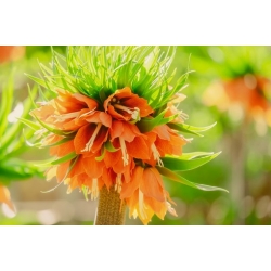 Nasiona Szachownica cesarska pomar szt.5 Nxx681