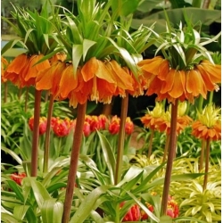 Nasiona Szachownica cesarska pomar szt.5 Nxx681