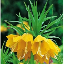 Szachownica cesarska żółta szt.5 Nxx680