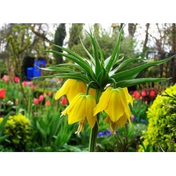 Nasiona Szachownica cesarska żółta szt.5 Nxx680