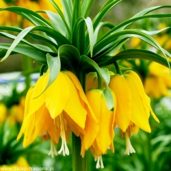 Nasiona Szachownica cesarska żółta szt.5 Nxx680