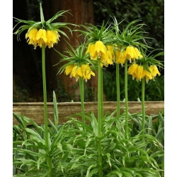 Nasiona Szachownica cesarska żółta szt.5 Nxx680