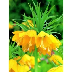 Nasiona Szachownica cesarska żółta szt.5 Nxx680