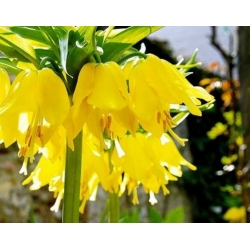 Nasiona Szachownica cesarska żółta szt.5 Nxx680