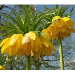 Nasiona Szachownica cesarska żółta szt.5 Nxx680