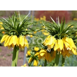 Nasiona Szachownica cesarska żółta szt.5 Nxx680