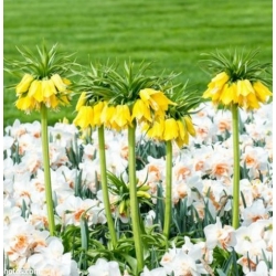 Nasiona Szachownica cesarska żółta szt.5 Nxx680