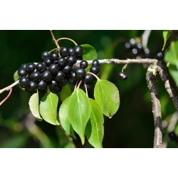 nasiona Szakłak pospolity Rhamnus cathartica szt5 Fore215