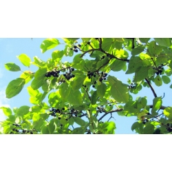 nasiona Szakłak pospolity Rhamnus cathartica szt5 Fore215