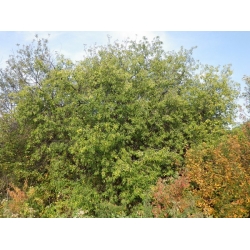 nasiona Szakłak pospolity Rhamnus cathartica szt5 Fore215