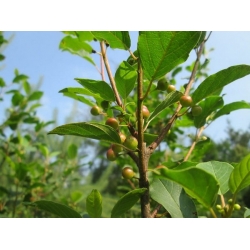 nasiona Szakłak pospolity Rhamnus cathartica szt5 Fore215