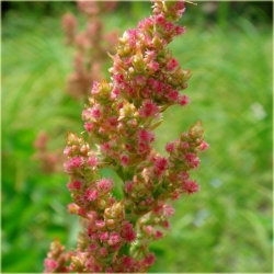 Nasiona Szczaw jadalny ogrod szt.10 Nxx504