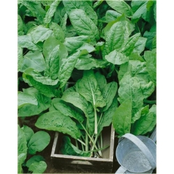 Nasiona Szczaw jadalny ogrod szt.10 Nxx504