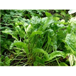 Nasiona Szczaw jadalny ogrod szt.10 Nxx504