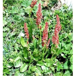 Nasiona Szczaw jadalny ogrod szt.10 Nxx504