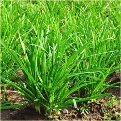 Nasiona Szczypiorek chiński no GMO szt.5 Nxx466