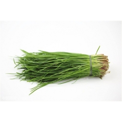 Nasiona Szczypiorek chiński no GMO szt.5 Nxx466