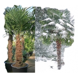 Nasiona Szorstkowiec Fortunego szt.3 N93