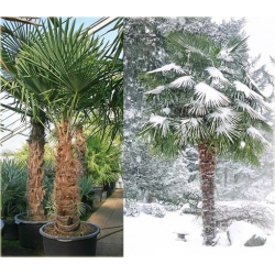 Nasiona Szorstkowiec Fortunego szt.3 Nxx93