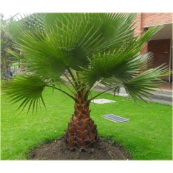 Nasiona Szorstkowiec Fortunego szt.3 Nxx93