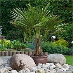 Nasiona Szorstkowiec Fortunego szt.3 Nxx93