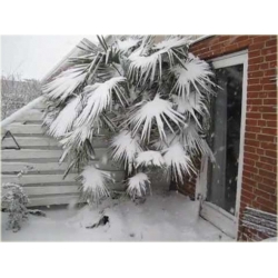 Nasiona Szorstkowiec Fortunego szt.3 Nxx93