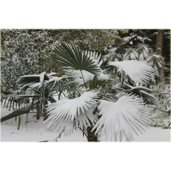 Nasiona Szorstkowiec Fortunego szt.3 Nxx93