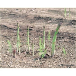 Nasiona Szparag jadalny szt.5 Nxx101