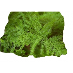 Nasiona Szparag pierzasty paprotka domowa szt.4 N638
