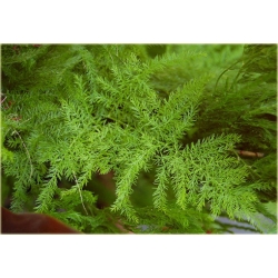 Nasiona Szparag pierza paprotka dom szt.4 Nxx638