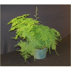 Nasiona Szparag pierza paprotka dom szt.4 Nxx638