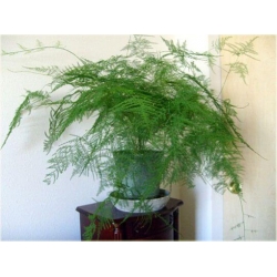 Nasiona Szparag pierza paprotka dom szt.4 Nxx638