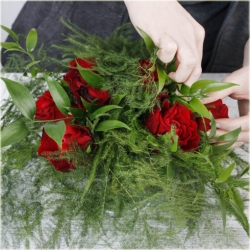 Nasiona Szparag pierza paprotka dom szt.4 Nxx638