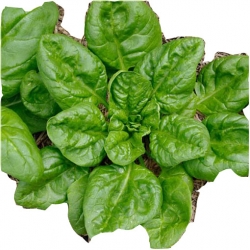 Nasiona Szpinak warzywny na sałatkę szt.10 N508