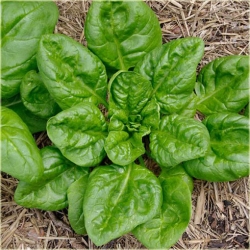 Nasiona Szpinak warzywny szt.10 Nxx508