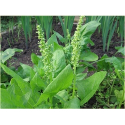 Nasiona Szpinak warzywny szt.10 Nxx508