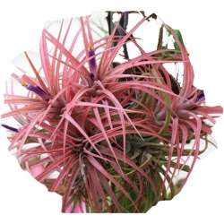 Nasiona Tillandsia liliowa szt.5 N299