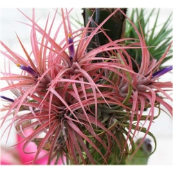 Nasiona Tillandsia liliowa szt.5 Nxx299
