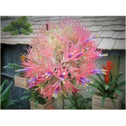 Nasiona Tillandsia liliowa szt.5 Nxx299