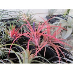 Nasiona Tillandsia liliowa szt.5 Nxx299