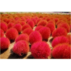 Nasiona Trawa czerwona szt.5 Nxx257