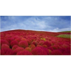 Nasiona Trawa czerwona szt.5 Nxx257