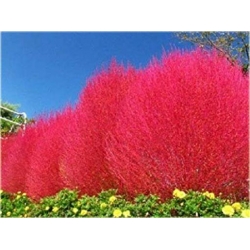 Nasiona Trawa czerwona szt.5 Nxx257