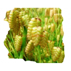 Nasiona Trawa Drżączka szt.5 N155