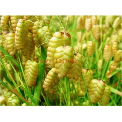 Nasiona Trawa Drżączka szt.5 Nxx155