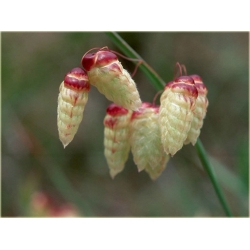 Nasiona Trawa Drżączka szt.5 Nxx155