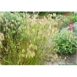 Nasiona Trawa Drżączka szt.5 Nxx155